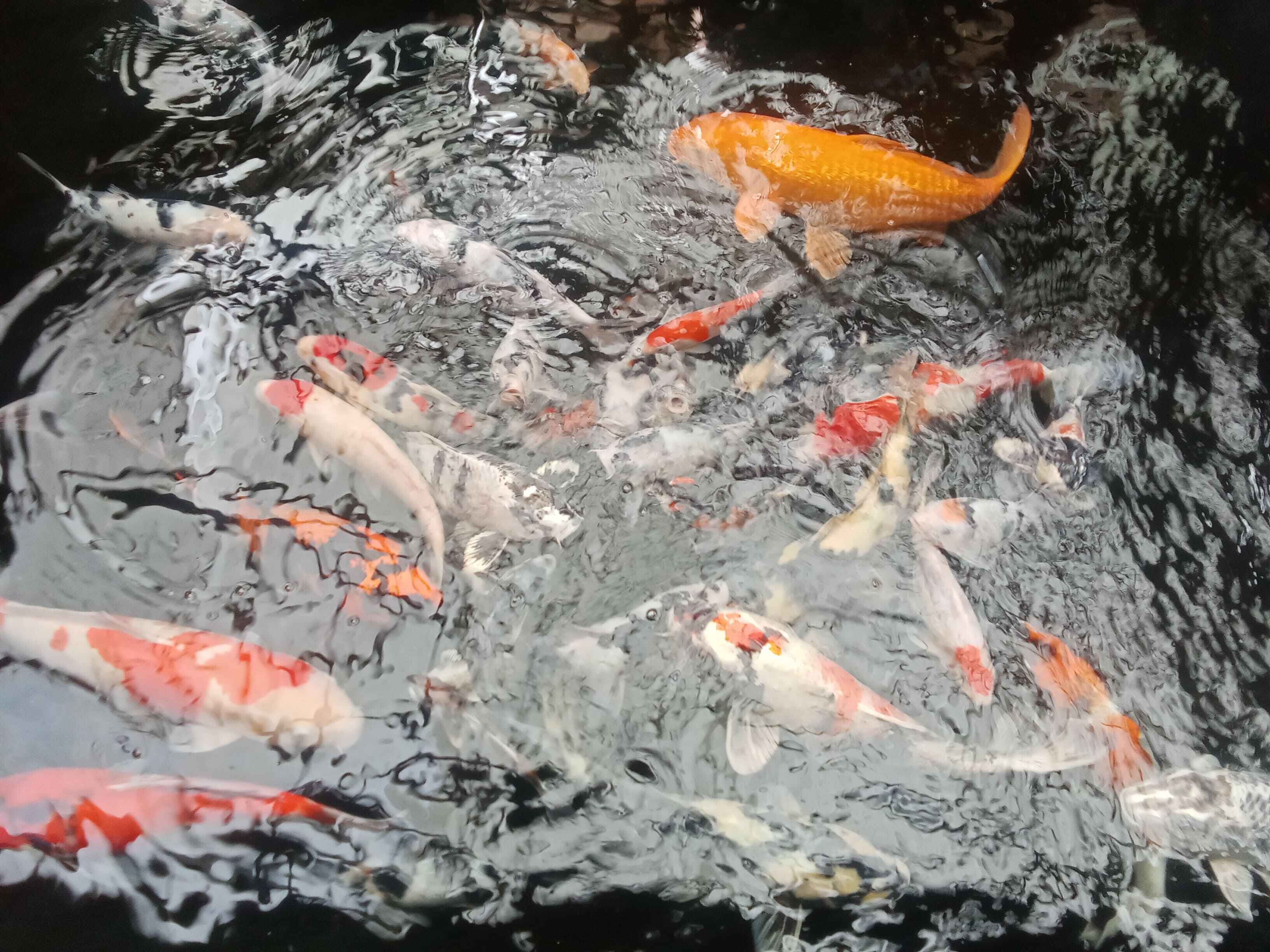 Panduan Memilih Koi Muda Berkualitas — Tips Terbaik untuk Kolektor Koi Indonesia